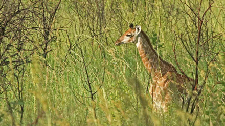 Pristine Wildlife and Nature.jpg 1