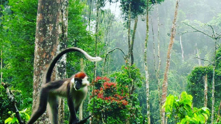 Pristine Nature and Wildlife.jpg
