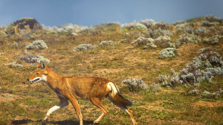 Pristine Wildlife and Nature Option 2.jpg